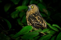 Ketupa malajska - Ketupa ketupu - Buffy Fish-Owl o3094